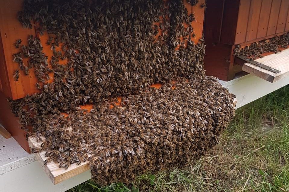 včely prilietajúce do úľa